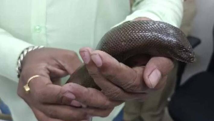 Five persons arrested for smuggling sand boa snakes, claims to be helpful in the treatment of AIDS Tantra, money and sexual power kpa Five persons arrested for smuggling sand boa snakes, claims to be helpful in the treatment of AIDS Tantra, money and sexual power kpa