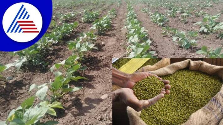 Loss moong crops heavy rain fall at hubballi Dharwad ra Loss moong crops heavy rain fall at hubballi Dharwad ra