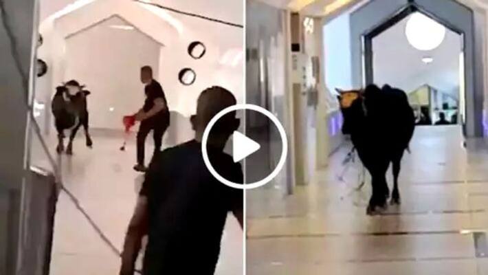 Runaway bull storms into a bank in Israel shocking video on viral Runaway bull storms into a bank in Israel shocking video on viral
