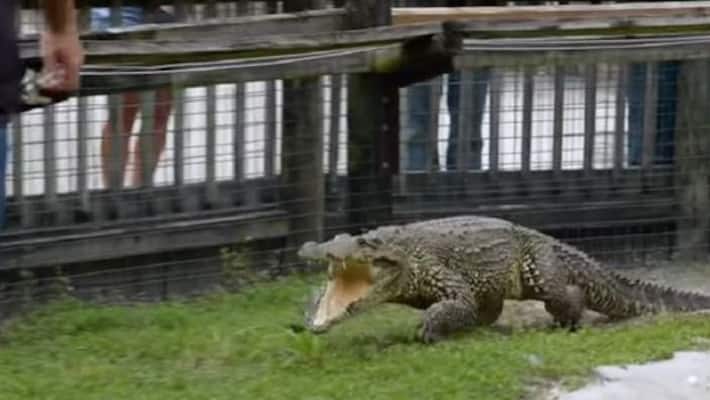 viral video of crocodile galloping towards a man most terrifying thing you will see on internet ash viral video of crocodile galloping towards a man most terrifying thing you will see on internet ash