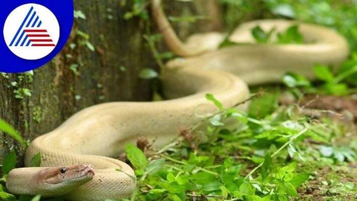 Rare White Python Spotted at Kumta in Uttara Kannada grg Rare White Python Spotted at Kumta in Uttara Kannada grg