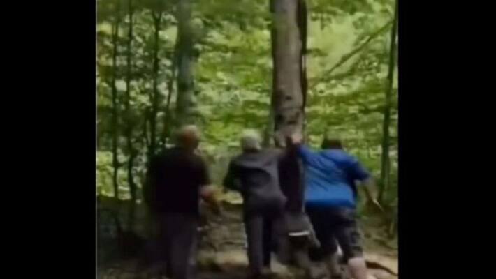 Mahindra and Mahindra group chairman anand mahindra shares crazy funny video of tree apa Mahindra and Mahindra group chairman anand mahindra shares crazy funny video of tree apa