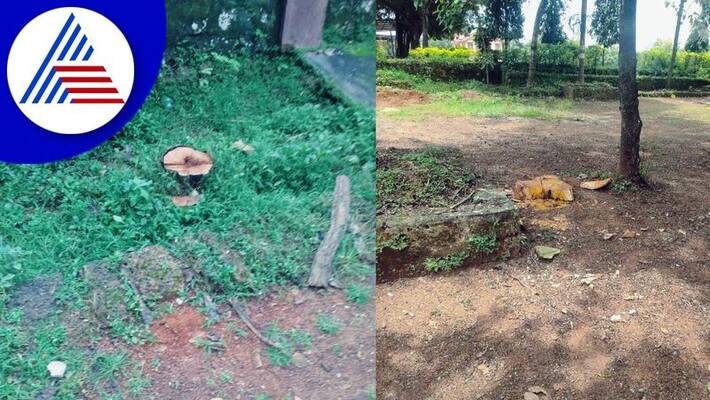 Trees worth lakhs were cut in Mangaluru police campus itself gvd Trees worth lakhs were cut in Mangaluru police campus itself gvd