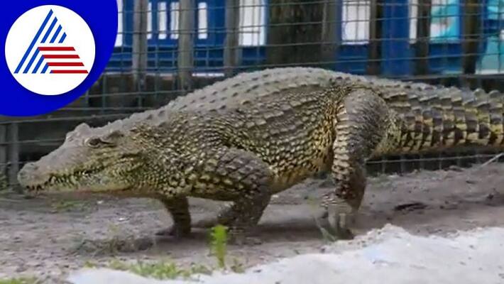 crocodile crocodile gallops and chasing man video goes viral akb crocodile crocodile gallops and chasing man video goes viral akb