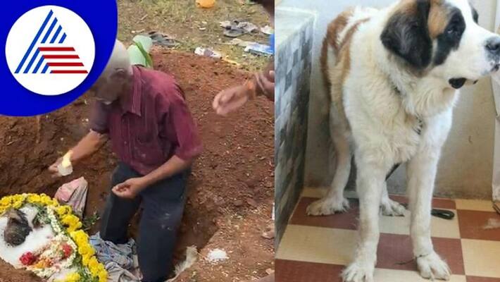 Death pet puppy An engineer from Mysore who was ritually cremated! rav Death pet puppy An engineer from Mysore who was ritually cremated! rav