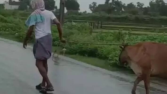 Police have arrested a retired civil servant for having sex with a cow in Andhra state. Police have arrested a retired civil servant for having sex with a cow in Andhra state.