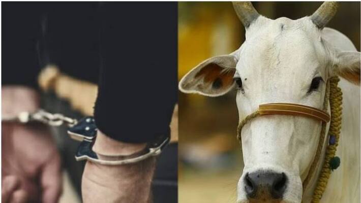 Accused Arrested For Sexual Harassment on Cow in Kodagu grg Accused Arrested For Sexual Harassment on Cow in Kodagu grg