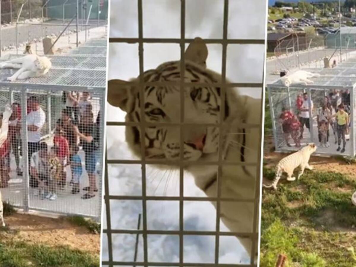 Unique zoo which locks humans in cages instead of animals; crazy video goes viral Unique zoo which locks humans in cages instead of animals; crazy video goes viral