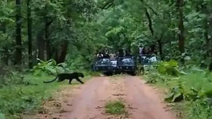rare black panther spotted in madhya pradesh pench tiger reserve watch viral video ash rare black panther spotted in madhya pradesh pench tiger reserve watch viral video ash
