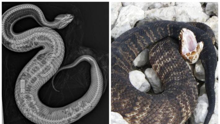 Cottonmouth Snake Eats Python In Florida watch the viral images bsm Cottonmouth Snake Eats Python In Florida watch the viral images bsm