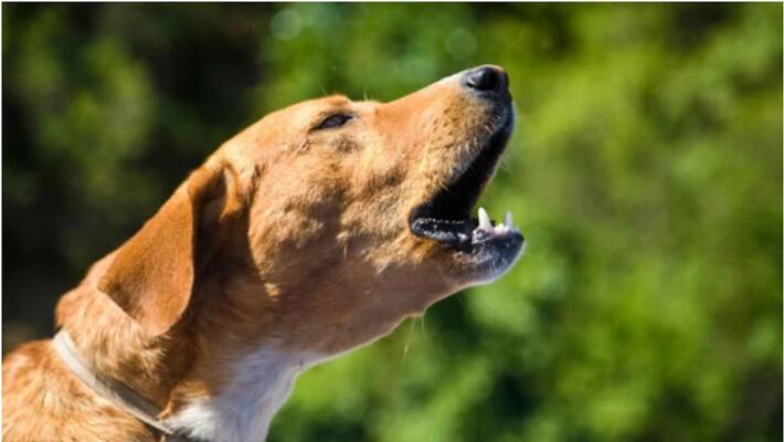 Barking dog lands owner in jail in saudi arabia after neighbours complaint Barking dog lands owner in jail in saudi arabia after neighbours complaint