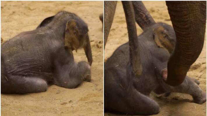 Only hours after birth video of elephant cub taking her first step is going viral Only hours after birth video of elephant cub taking her first step is going viral