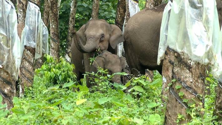 elephants hulchul in chittoor district elephants hulchul in chittoor district