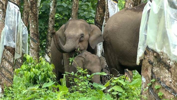 Ordered by the Government to Catch Three Elephants in Chikkamagaluru grg Ordered by the Government to Catch Three Elephants in Chikkamagaluru grg