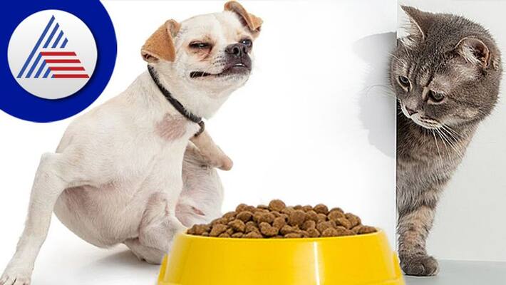 What Happens To Your Pet When It Has An Allergic Reaction To Food Vin What Happens To Your Pet When It Has An Allergic Reaction To Food Vin