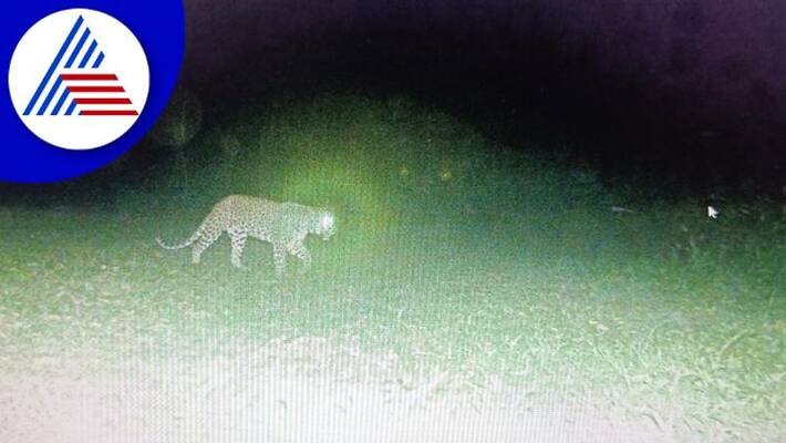 Belagavi forest department difficult to catch leopard gow Belagavi forest department difficult to catch leopard gow