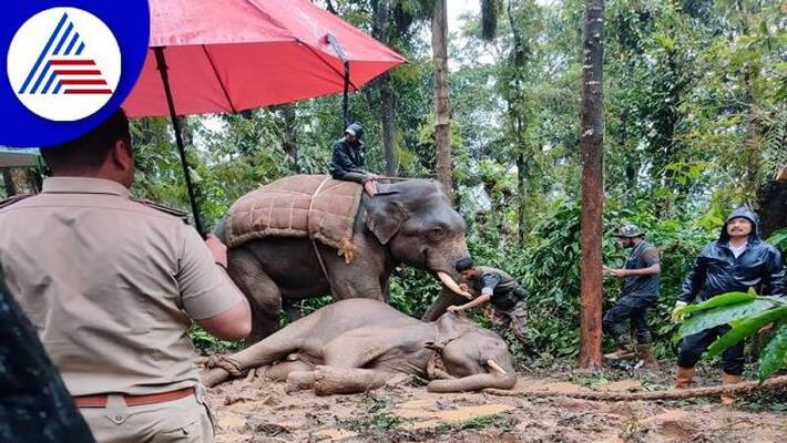 Elephant Catch to Forest Department in Chikkamagaluru grg Elephant Catch to Forest Department in Chikkamagaluru grg