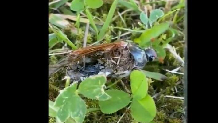 video that has gone viral on social media shows a 'zombie bug' moving around grass apa video that has gone viral on social media shows a 'zombie bug' moving around grass apa