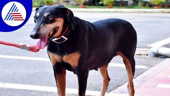 Police Dog Tunga Dies due to Illness in Davanagere grg Police Dog Tunga Dies due to Illness in Davanagere grg