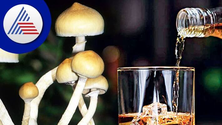 How Magic Mushrooms Can Help Quit Heavy Drinking Vin How Magic Mushrooms Can Help Quit Heavy Drinking Vin