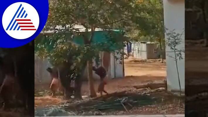 temple elephant beated by mahouts in tamilnadu peta demands action akb temple elephant beated by mahouts in tamilnadu peta demands action akb