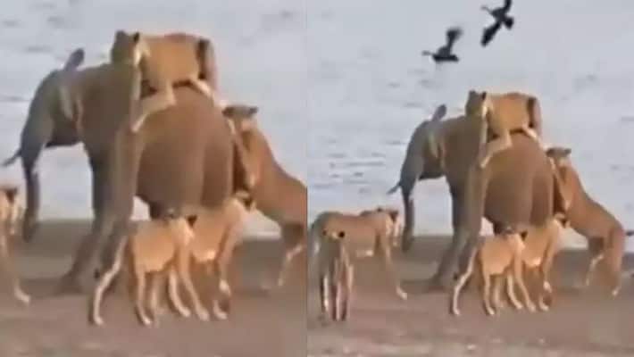 14 lions attacked the baby elephant, 2 climbed on the back but did not lose courage kpg 14 lions attacked the baby elephant, 2 climbed on the back but did not lose courage kpg