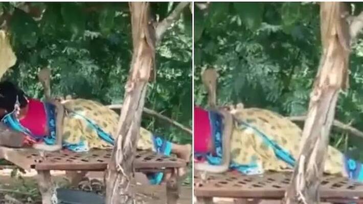Woman chills without worry with a cobra lying on her in viral video. See what happened next Woman chills without worry with a cobra lying on her in viral video. See what happened next