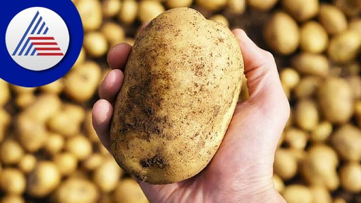 Aeroponics Center Not Produce a Single Potato Seed in Karnataka grg Aeroponics Center Not Produce a Single Potato Seed in Karnataka grg
