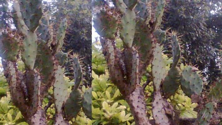 Nagfani Benefits numerous benefits of prickly pear cactus will relieve four problems bsm Nagfani Benefits numerous benefits of prickly pear cactus will relieve four problems bsm