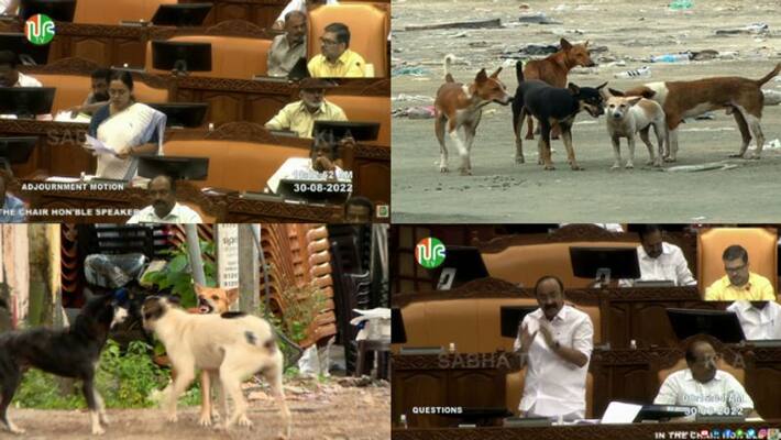 Opposition bring stray dog issue in assembly Opposition bring stray dog issue in assembly