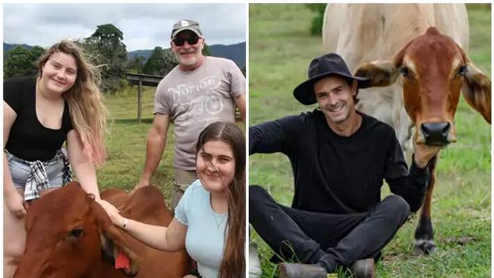 Cow Cuddling Therapy Mental Patients Treatment In Australia With Indian Cows san Cow Cuddling Therapy Mental Patients Treatment In Australia With Indian Cows san