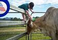 China is now experimenting on cow scientist says 140 liters of milk in a day san