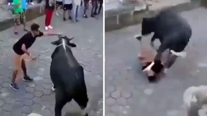Watch Bull stomps on man's face as he taunts the animal; Netizens say he deserved it-tgy Watch Bull stomps on man's face as he taunts the animal; Netizens say he deserved it-tgy
