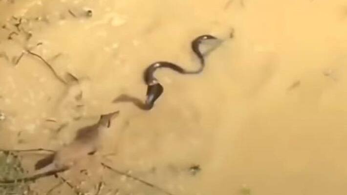 fight between snake and mongoose see viral video apa fight between snake and mongoose see viral video apa