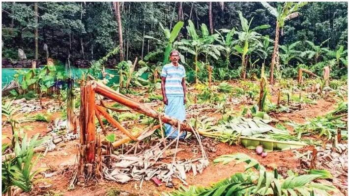 farmers one acre farm was destroyed by some anti social people in malappuram farmers one acre farm was destroyed by some anti social people in malappuram