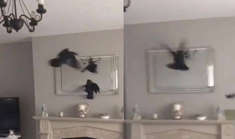 wife horrified after husband captures and gifts her two crows as birthday surprise NTP