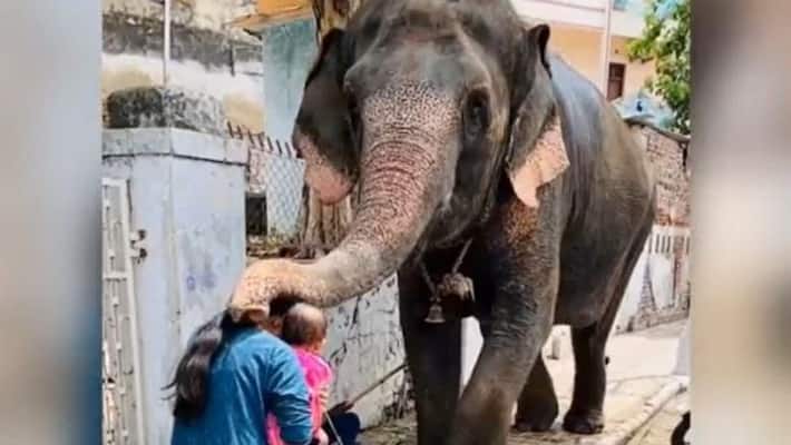 elephant gave blessings to a woman and her toddler in a viral video see viral video apa elephant gave blessings to a woman and her toddler in a viral video see viral video apa