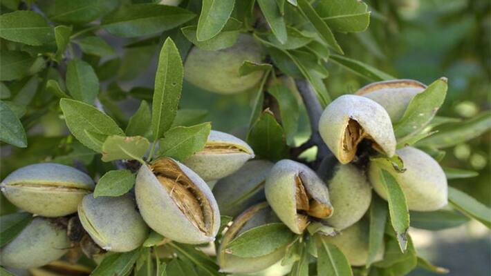 National Nutrition Week: Know the health benefits of green almond dva National Nutrition Week: Know the health benefits of green almond dva