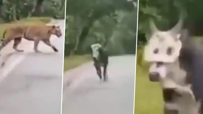 Bull threatens tiger, escapes death; viral video stunned netizens