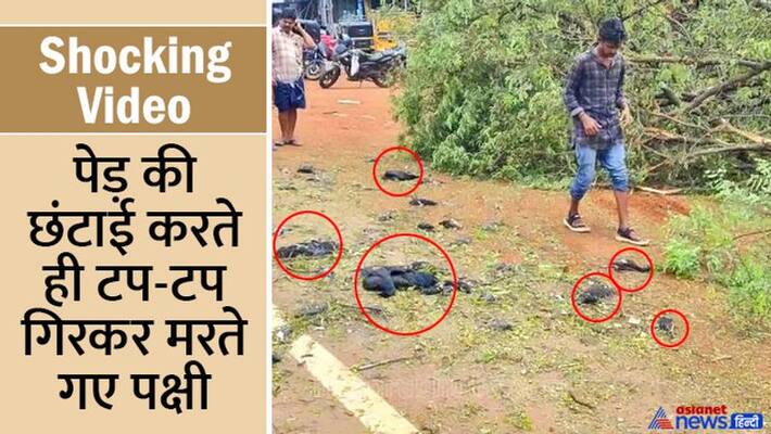 Mass death of birds as tree chopped for NH expansion in Malappuram in Kerala; watch shocking video kpa Mass death of birds as tree chopped for NH expansion in Malappuram in Kerala; watch shocking video kpa