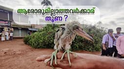 Birds fell from a tree cut from Malappuram in national highway development work 