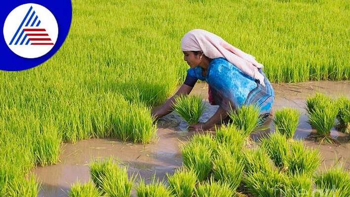 Farmers Planting Paddy in Chikkaballapur grg Farmers Planting Paddy in Chikkaballapur grg
