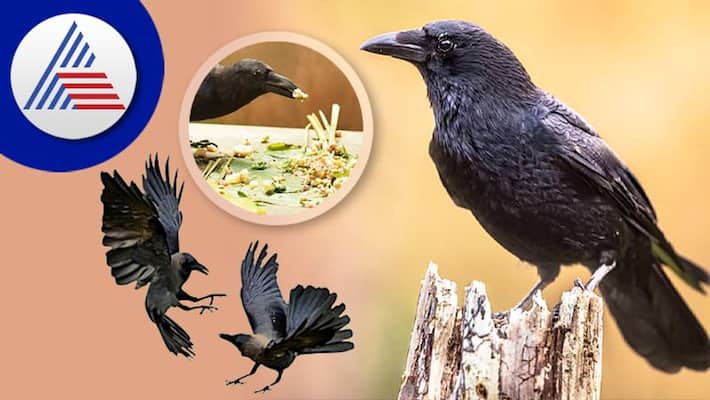 Crow Gives Positive And Negative Signs of death Crow Gives Positive And Negative Signs of death