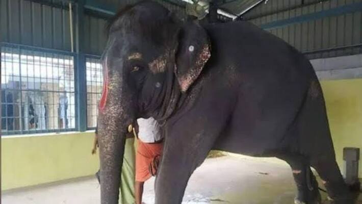 The Assam government has set up a special committee to monitor attacks on temple elephants The Assam government has set up a special committee to monitor attacks on temple elephants