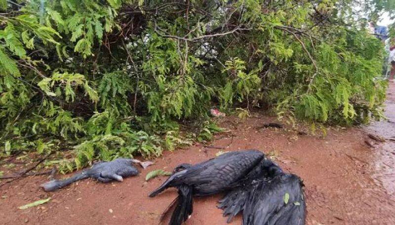 hundreds of birds killed who Is morally responsible?