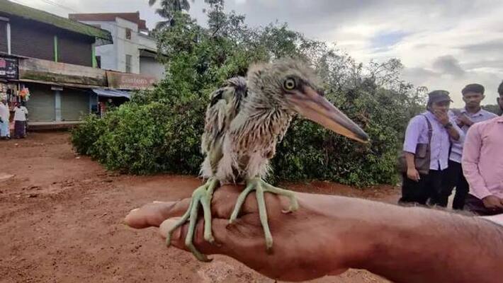 hundreds of birds killed who Is morally responsible? hundreds of birds killed who Is morally responsible?