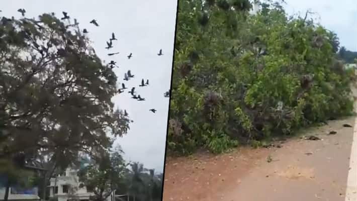 Horrifying video shows hundreds of birds killed after tree cut in Kerala: Watch AJR Horrifying video shows hundreds of birds killed after tree cut in Kerala: Watch AJR