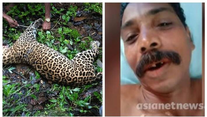 mankulam leopard killed gopalan postmortem report mankulam leopard killed gopalan postmortem report
