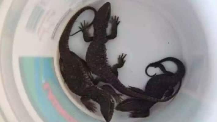man get Box of live reptiles delivered to wrong address in New York apa man get Box of live reptiles delivered to wrong address in New York apa