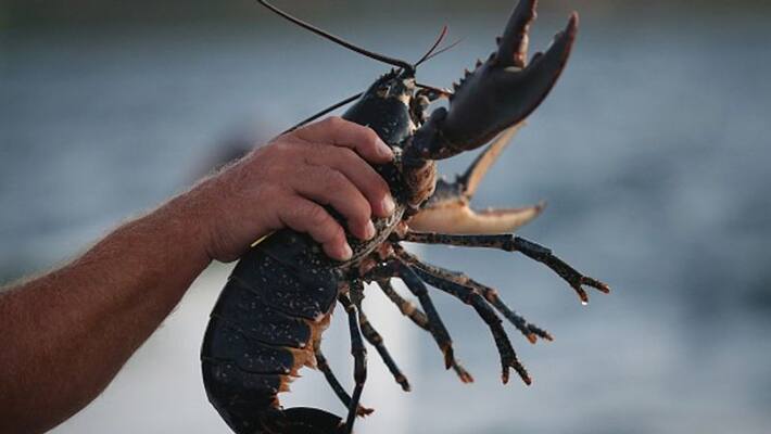 Scientists have discovered a way to make powerful batteries from lobster shells, reports say bsm Scientists have discovered a way to make powerful batteries from lobster shells, reports say bsm